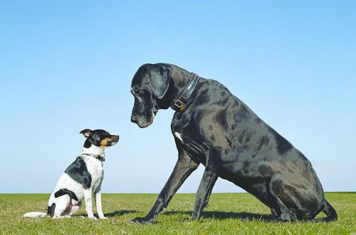 Проблемы с суставами у кошек и собак: артроз и артрит